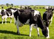 dairy farm business plan in pakistan