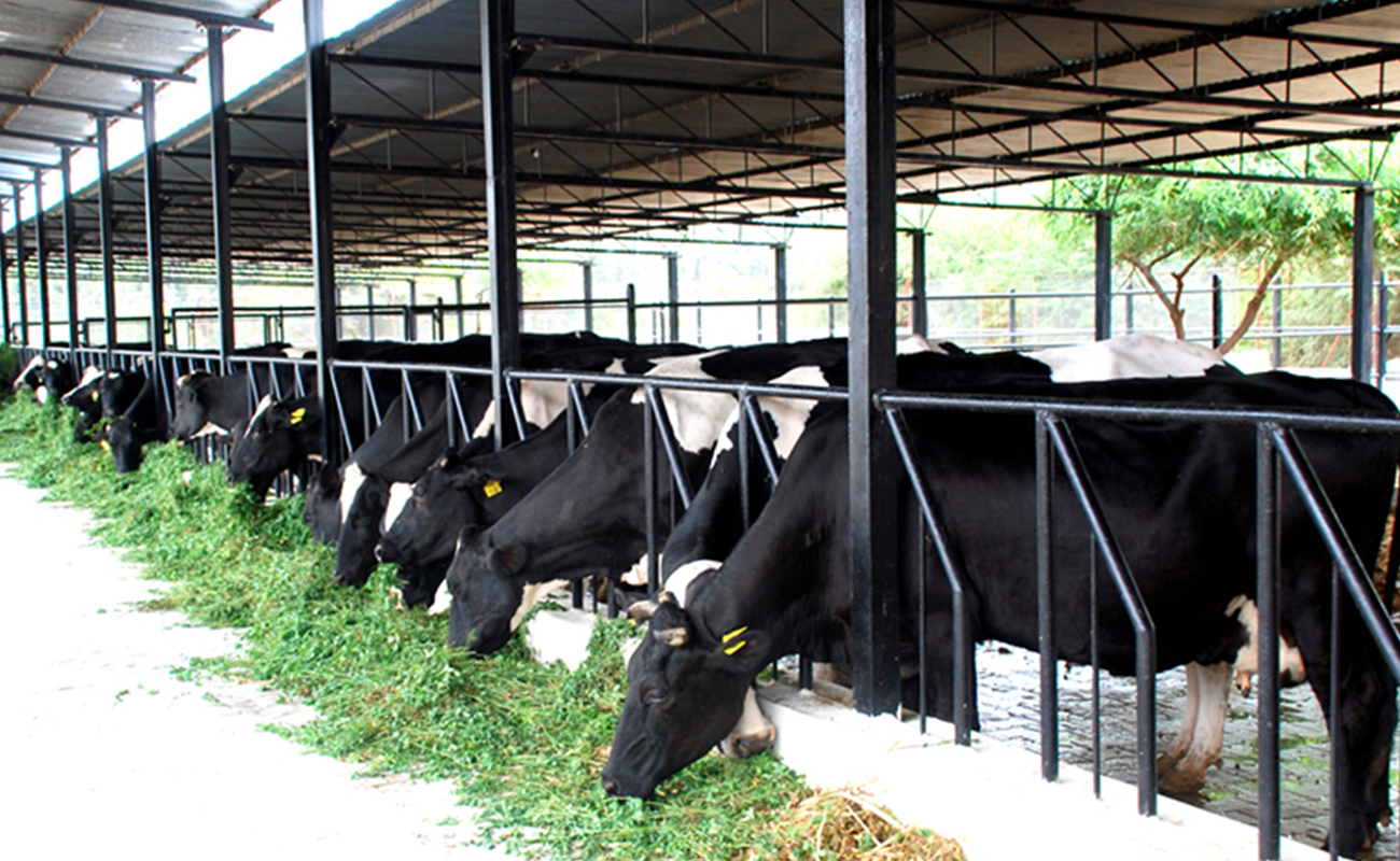 dairy farm business plan in pakistan