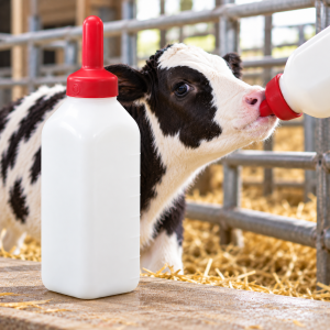 Calf milk feeding bottle with teat