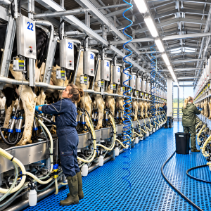 BouMatic GT2 60 degree herringbone milking parlour